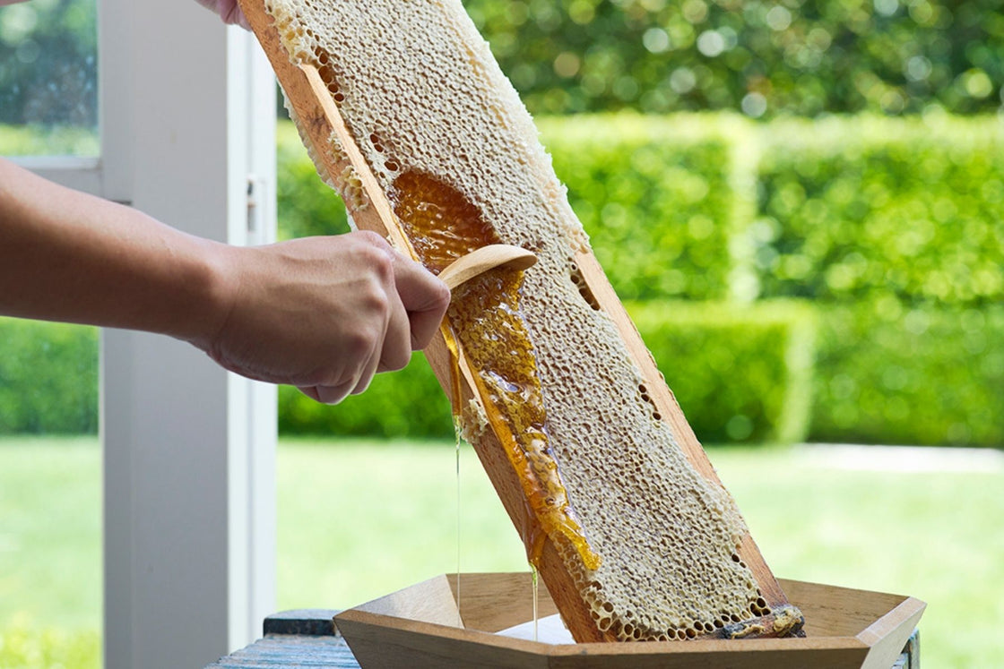 Propolis - A Powerful Natural Protector