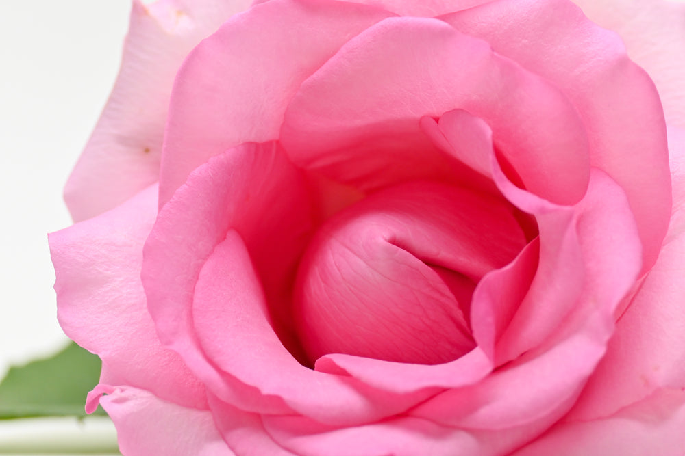 The Vaginal Microbiome & Probiotics for Bacterial Vaginosis, Yeast Infections, Dryness & Other Symptoms