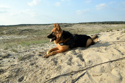 IS YOUR DOG SUFFERING FROM ARTHRITIS?