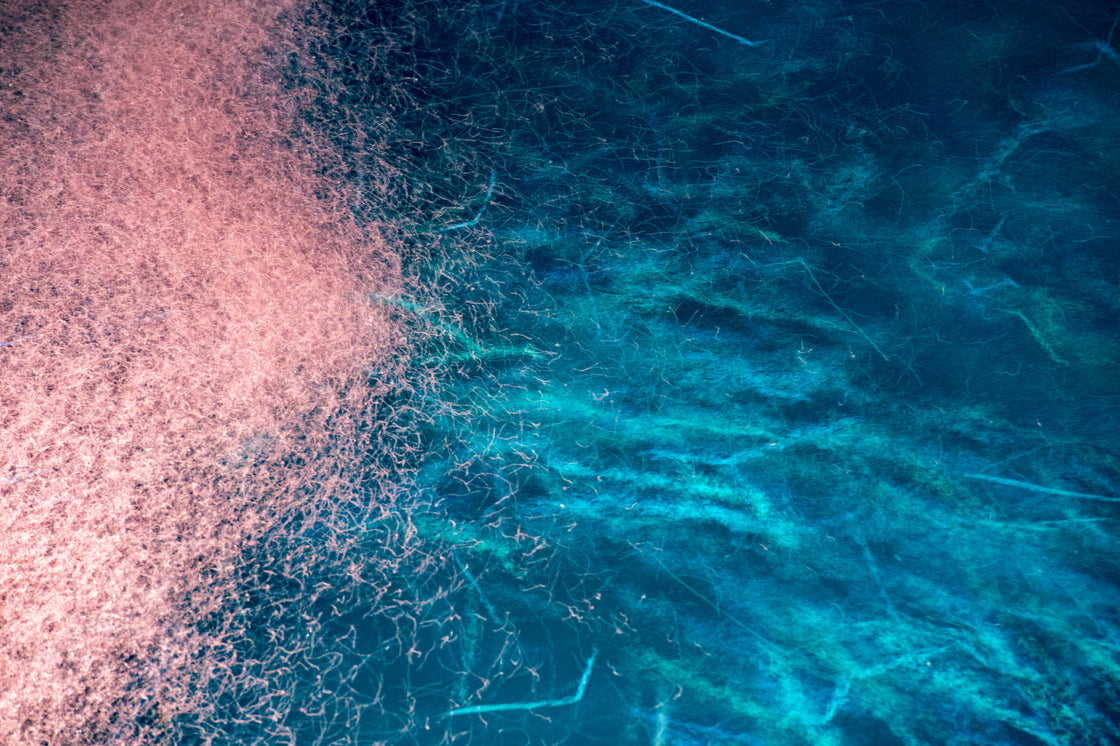 Hot Topic: Sustainable Supplements